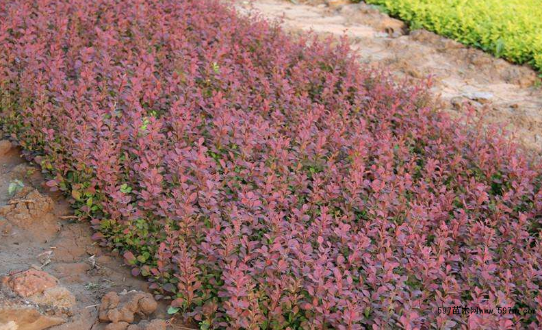 �t�~С����