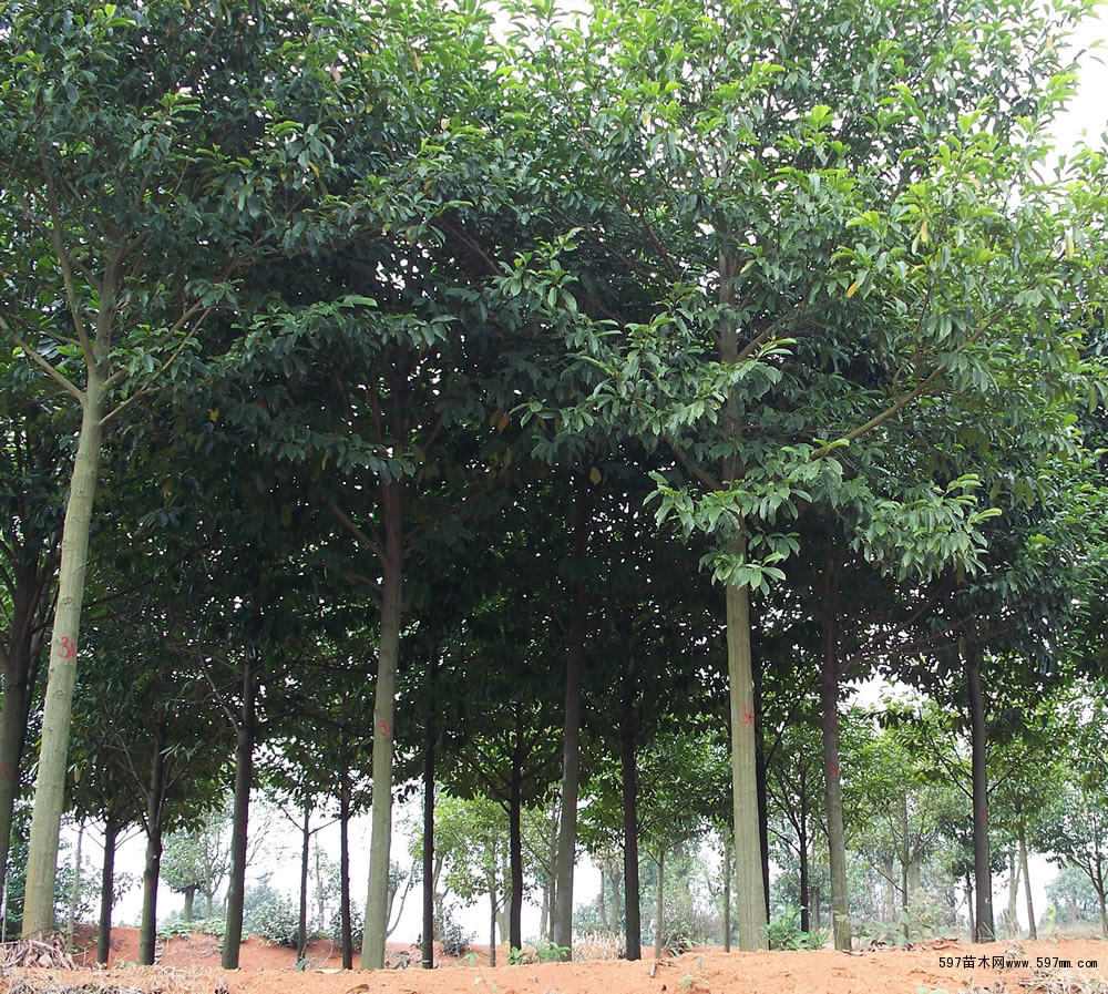 ������Ц