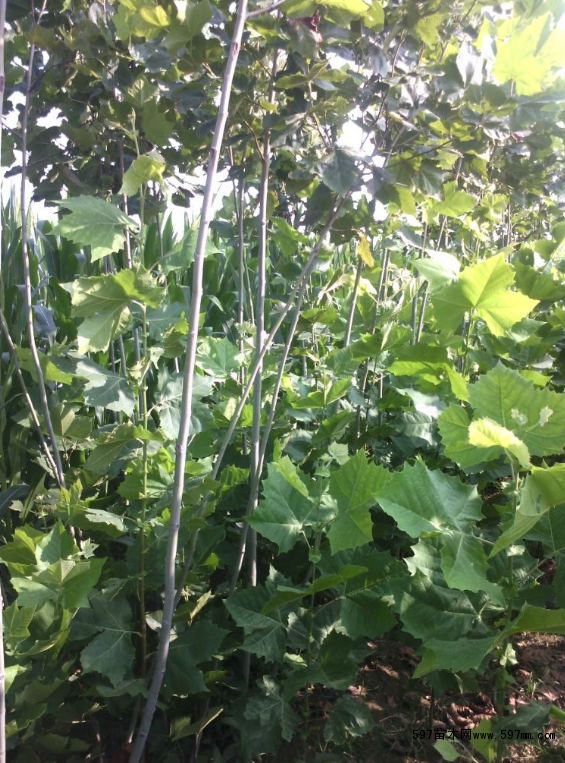 ��ľ����