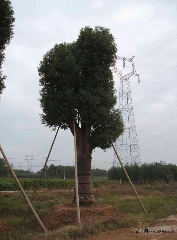 ��ľ�����