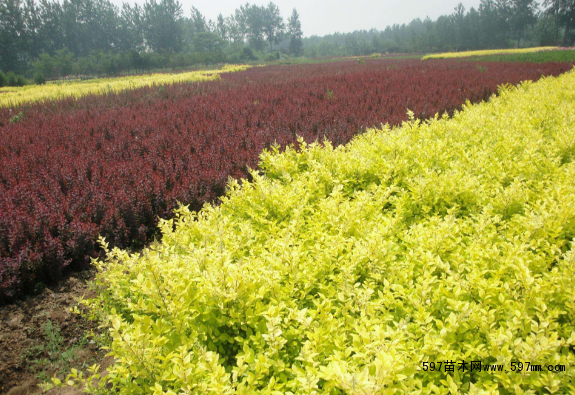 ��Щ�G����ľ