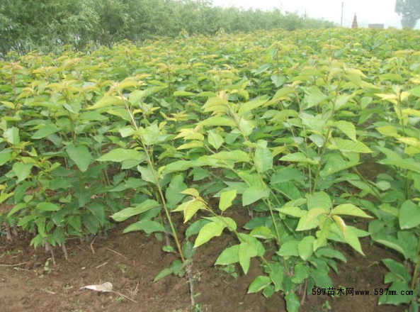 ����С��