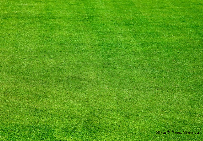 ����é��ƺ