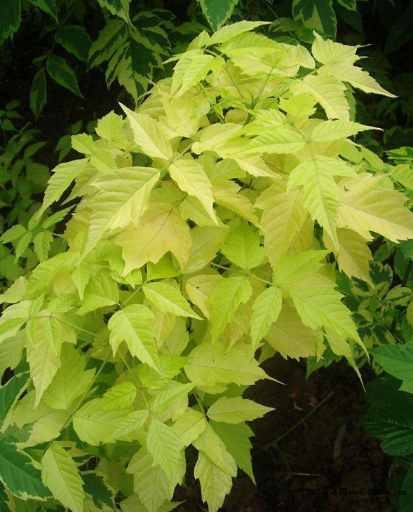 ���~��(f��)�~��