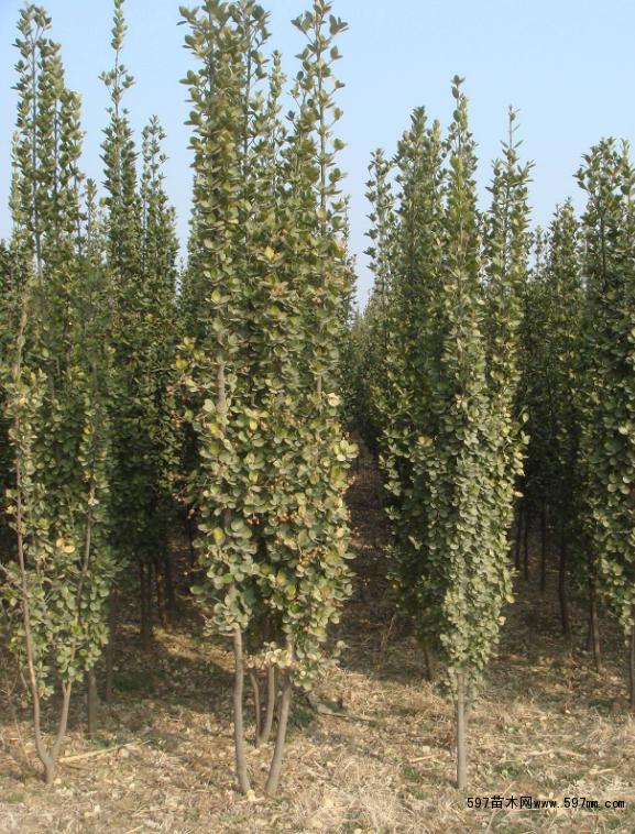 �������S��