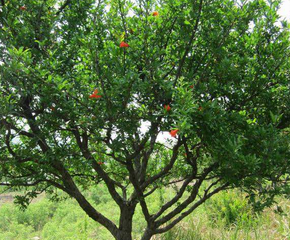 ʯ���(sh��)