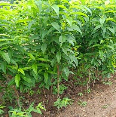 �Ҙ�(sh��)��