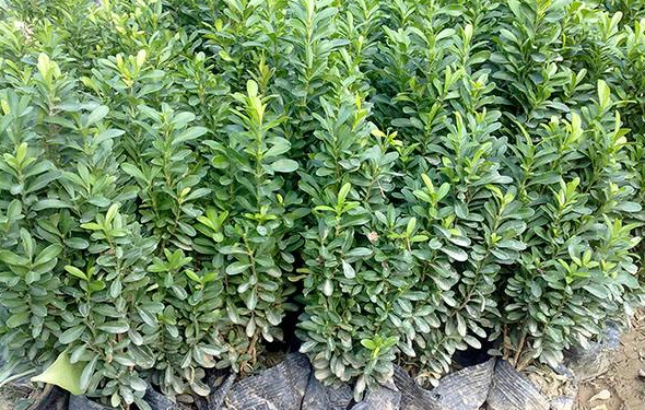 �����S��